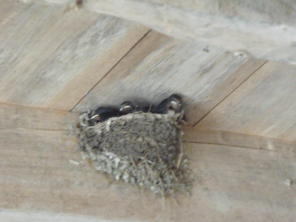 Les Cygnes Noirs Bed & Breakfast Aujac  Bagian luar foto